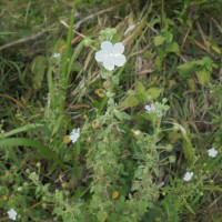 Pavonia zeylonica (L.) Cav.